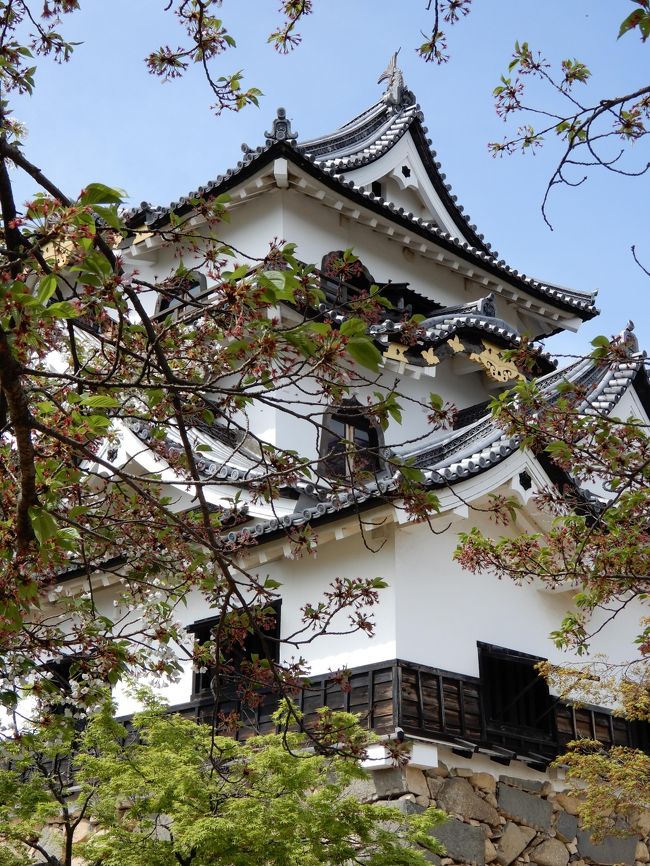 江戸時代から現存している天守閣はわずか12城で、あとの天守閣と言えば昭和の時代になってから復興・復元されたり、歴史上存在しないにも関わらず建てられたものです。<br /> 先の大戦までは名古屋城、岡山城、広島城、大垣城、福山城、水戸城、和歌山城、松前城といった城郭が現存していましたが、戦災のため焼失してしまい、現在は12城を残すのみとなってしまいました。<br /> 現在残っている城は、東北に1城(弘前城)、甲信に1城(松本城)、北陸に1城(丸岡城)、東海に1城(犬山城)、近畿に2城(彦根城、姫路城)、中国に2城(松江城、備中松山城)、四国に4城(丸亀城、 松山城、 宇和島城、高知城)と分布しております。<br /> 4年前、四国に1/3が残っていると言う話になり、おやじ5人で行き、その続きで丸岡城と彦根城へ行ってきました。個人的には残すは松江城のみとなりました。<br /><br />日程<br />1日目<br />越前大野城 ⇒ 一乗谷 ⇒ 芦原温泉<br />2日目<br />竹田の里枝垂れ桜 ⇒ 丸岡城 ⇒ 彦根城 ⇒ ラ コリーナ近江八幡