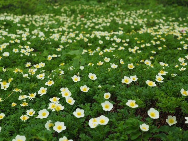 　秋田駒ヶ岳には2009年に一度登っていますが、6月上旬でまだ花は咲き始め。一度は花が咲き誇る時期に登りたいと考えていました。そこで今回はその思いを叶えるべく計画。宿は2007年と2009年に宿泊し、またいつか訪れたいと考えていた乳頭温泉郷の鶴の湯温泉に連泊することにしました。<br /><br />　その3。秋田駒ヶ岳とチングルマのお花畑編。実はトレッキングシューズを買って初めて登ったのが秋田駒ヶ岳。ただその時は花の名山という事を全く知らず、梅雨に入る前に登ろうという考えでした。そこで今回の計画となったわけですが、例によって（笑）週間天気予報ではずっと雨。さすがに今回は難しいかと考えていたことろ、7日夜の予報で9日が少し回復しそう。という事で登山は9日に決定。ただ午後からは不安定になるという事で、宿には朝食、昼食とも弁当をお願いしました。今回は8合目から阿弥陀池、男女岳、男岳、ムーミン谷を経由して、大焼砂、横岳、焼森から8合目に戻るコース。今年は少し早く、チングルマはピーク過ぎという話も聞きましたが、十分素敵なお花畑でした。そしてタイトルはチングルマのお花畑としましたが、他にも様々な花が見れ花の百名山を堪能しました。