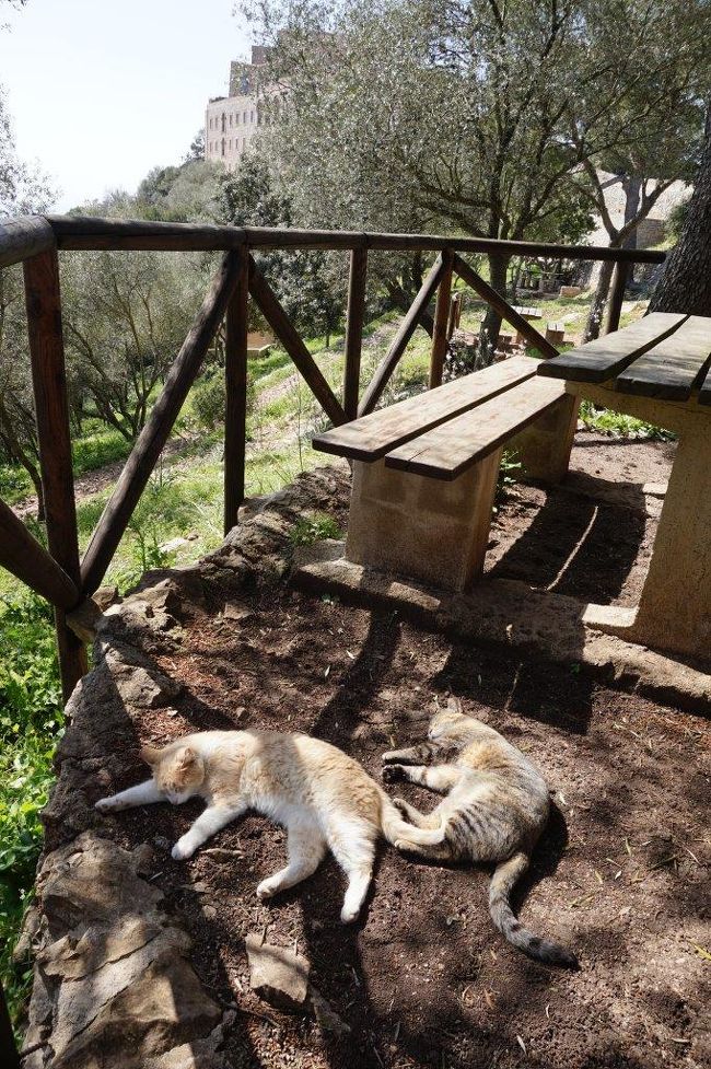 スペイン、猫と海と大聖堂-フェエラニチ-