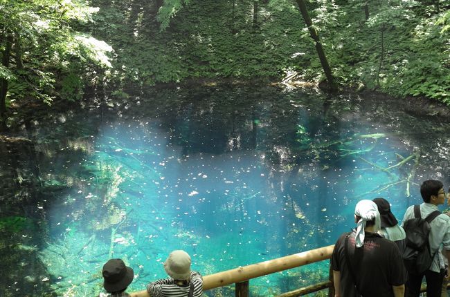 暇に任せて「日本の絶景」を検索してみると、青森県の青池に強く惹きつけられた。美しい！<br />久しぶりにあおもり犬も見てみたいし、青森行き決定。