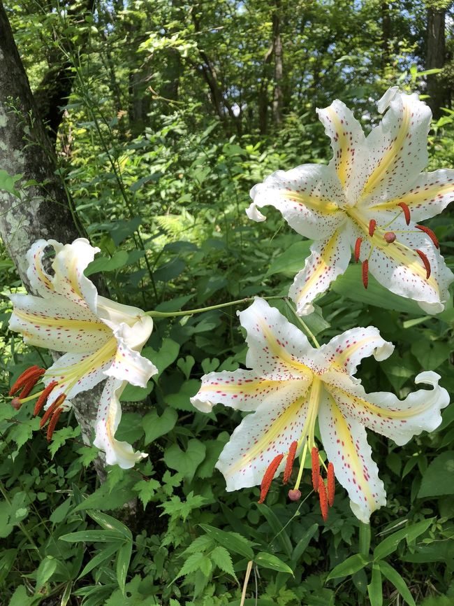 暑い。。。<br />ヤマユリと、幻の(一般的な意味でなく我が家的に花の名前しか知らなかっただけですが)ウバユリを見に日光植物園へ。<br />植物園散策のあとは涼を求めて、植物園の眼前を流れる含満が淵(かんまんがふち)へ。<br />大谷川(だいやがわ)のせせらぎを聴きながら、おむすび頬張り、涼しい日光を堪能です。