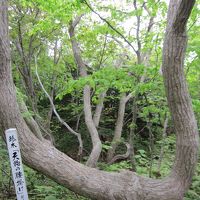 焼尻島でオンコの奇木を見る