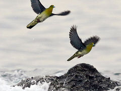 野鳥撮影記録2018年７月－３