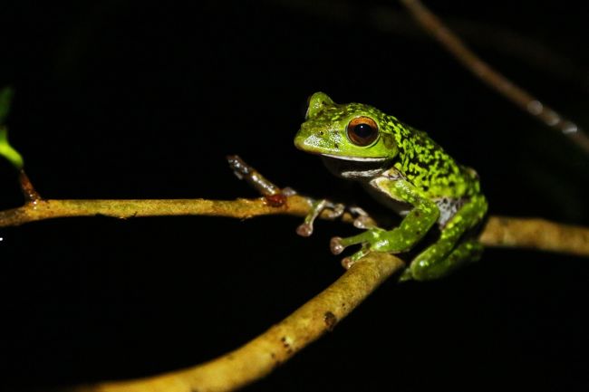 カジカガエルの旅行記にも書かせていただいた通り、関西でモリアオガエルをじっくり観察・撮影できるポイントを探して3年目。<br />これまでは自宅から割と近いエリアを探していましたが、少し北へ足を延ばして探索エリアを広げてみました。<br /><br />するとこれが大当たり！ほとんど夜間の撮影になりましたが、雨のおかげもあって元気に動き回る関西のモリアオガエルをようやく撮影できました。<br />しかも関西では珍しいといわれる、斑紋がくっきりとした個体を撮影できたので尚更嬉しく。<br /><br />モリアオガエル探索中にタゴガエルやニホンヒキガエル、トノサマガエルも観察できて一石四鳥の素晴らしいポイントでした。<br /><br /><br /><br />