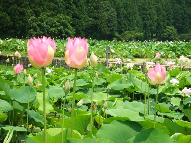 恒例の週末プチ一人旅シリーズ、福井県南越前町南条のはすまつりと、今庄の宿場町散策に行ってきました。