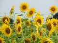 野田・関宿の旅行記