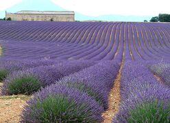 団塊夫婦の世界一周絶景の旅(2018ハイライト)ーフランス３・プロヴァンス・ラベンダー街道へ
