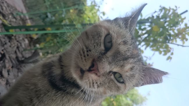 猛暑の日帰りさるく  坂の長崎は猫の街