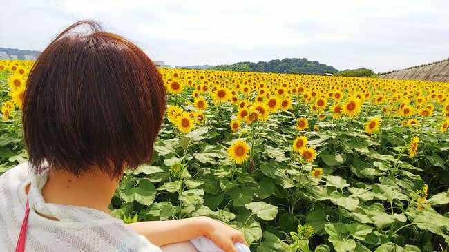 午後編です。<br /><br />名古屋までの交通費はこちら<br />http://leafleaf521.com/2017/08/18/%e5%90%8d%e5%8f%a4%e5%b1%8b%e3%81%be%e3%81%a7%ef%bc%91%e4%b8%87%e5%86%86%e4%bb%a5%e5%86%85%e3%81%a7%e8%a1%8c%e3%81%91%e3%82%8b%e3%81%8b%e8%aa%bf%e3%81%b9%e3%81%a6%e3%81%bf/<br /><br />有松から電車に乗る事１時間。ひまわり畑のある、河和駅に到着しました。