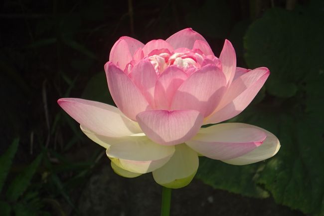 馬場花木園　ハスの花　