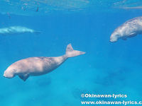 シュノーケルと島巡りの旅 part4 (マスケリン島、ウリ島、ペンテコスト島、エピ島)