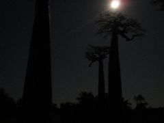 日の出前のバオバブ並木＠マダガスカル最終日