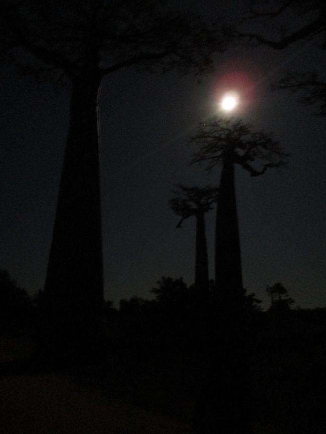 モロンタバでの一夜が明け・・・、うん、明ける前から、バオバブ並木を見に来ました。<br />サンライズを見に来るツアーは多いようですが、真っ暗な中、並木道に到着したのは私たちだけ。<br />月下のバオバブ並木は神秘的でした。真っ暗な空には、本当にバオバブが根を張っているように見えました。<br /><br />日の出の時の並木は感動的な美しさでした。<br />この旅行記はマダガスカル編のラストです。<br /><br />帰路は飛行機でアンタナナリボへ移動し、マダガスカルツアーは終了。<br />いつのんさんはモーリシャスへ、私はレユニオンへ。<br />でも、この飲んべコンビはまだ解散しないのでした。<br />