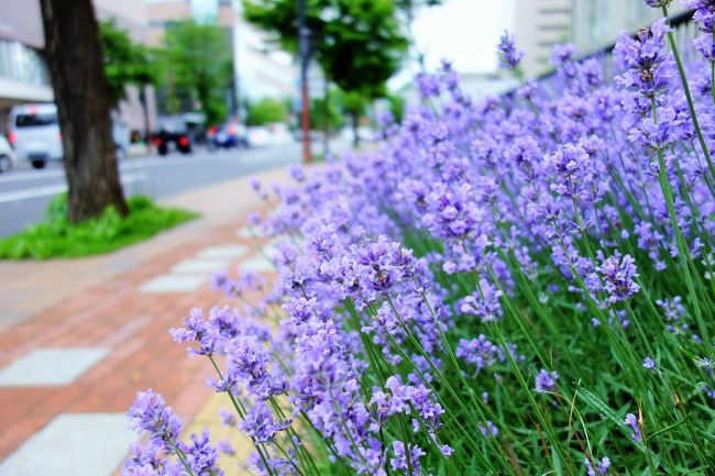 札幌の食べる編に引き続き、今回の旅行記は札幌での散策編です。<br /><br />札幌２日目は小雨の中、大通公園と赤レンガ、少しだけ中島公園を、<br />３日目の午前中は雨はやんでいたので北大植物園を散策してみました。<br /><br />相変わらず定番の観光地巡りですが、<br />緑に花咲く公園がやっぱり好きです。<br /><br /><br />今回の手配<br />バニラエア　わくわくセール　往復10820円<br />（リラックスシートの座席指定料金含む）<br /><br />リッチモンドホテル札幌大通　朝食付き禁煙スタンダードダブルルーム<br />楽天トラベルで予約　　　　　２泊分で16400円<br /><br />使用カメラ：ソニーサイバーショットRX100<br />　　　　　　富士フィルムXQ1