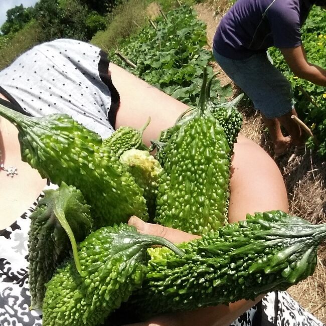 【４】南の島で野菜の収穫体験をする☆沖縄離島９日間：波照間島