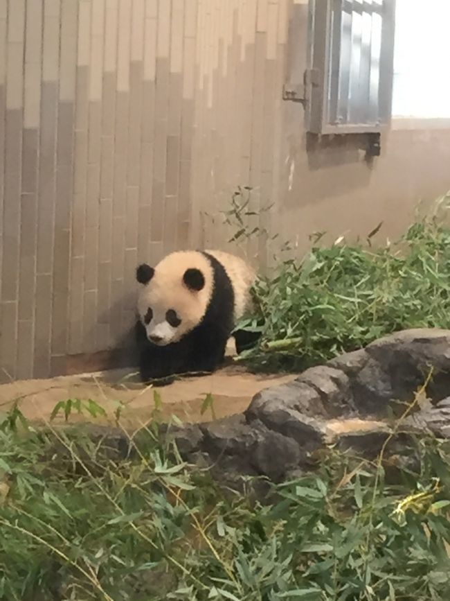 少し前ですが、シャンシャンに逢いに上野動物公園に行ってきました。<br />混んでそうだったので<br />整理券を貰ってからランチに行ってきました^ ^<br /><br />シャンシャンは<br />とっても可愛かったです♡♡♡