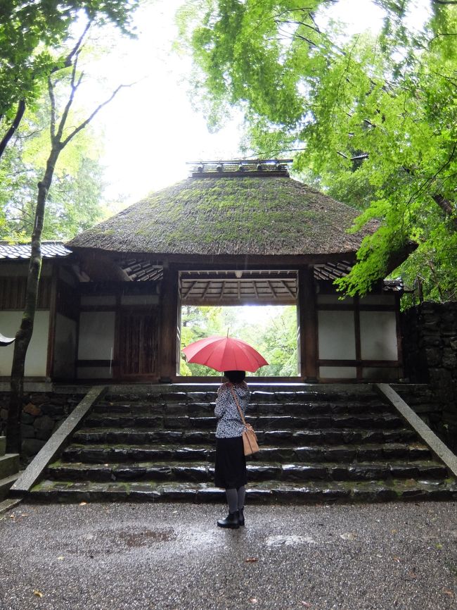 久しぶりに京都へ行ってきました。<br />10年以上ぶりか。<br /><br />この日は中国地方の豪雨災害のあった週末で、京都市内も土砂降りでした。<br />（被災された方にはお見舞い申し上げます）<br /><br />京都では、雨でも美しい緑を楽しもうと気持ちを切り替えて散策しました。<br />雨なので涼しかったですしね。<br />レインブーツをはいていってよかった…。<br /><br />宿泊したセレスティンホテルはとても快適なホテルでした。<br />立地もいいし、客室も広くてきれいでとても工夫されていました。<br />そしてなんといっても大浴場がよかった.<br />歩き疲れた体をほぐすのに最高でした。<br /><br />とにかく外国人観光客が多く、日本人は1/3くらいしかいないような…。<br />茨城に続いてこちらも食べてばかりの旅です。そしてたくさん歩きました！<br />