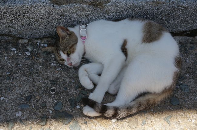 筑後川温泉で、博多にいる１日をどう過ごそうか、パンフレットを見ながら検討していると、相島というところが“猫の島“であるとの情報が。<br /><br />“猫の島“・・・。響きがいい。よく分からないけど行ってみたい。<br /><br />博多から１時間ちょっとで行けるようなので、日帰りで行ってみることに。<br /><br />【日程】<br />7月7日　成田空港→福岡空港→筑後川温泉（筑後川温泉泊）<br />7月8日　筑後川温泉→太宰府→博多（博多泊）<br />7月9日　博多→相島→博多（博多泊）<br />7月10日　博多→星野村（星野村）<br />7月11日　星野村→博多（博多）<br />7月12日　博多→福岡空港→成田空港