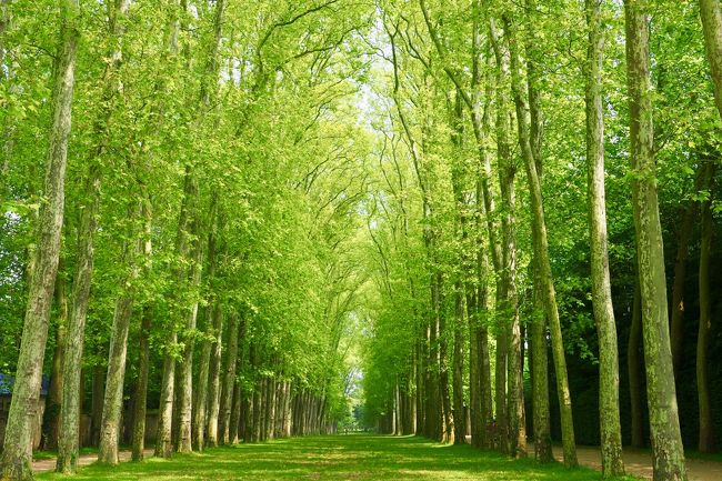 以前から一度行ってみたかった、フランスの絶景「モンサンミッシェル」。<br />今年の冬にお得な航空券を探していたら、たまたまアシアナ航空が５万円（諸税別）でヨーロッパ路線を販売していることを発見！<br />これはチャンス！ということで、モンサンミッシェル目的のフランス旅行を決断！<br /><br />日程的には、いささか弾丸の３泊５日ではあったけど、<br />モンサンミッシェルでは対岸に１泊し、昼間はもちろん夕暮れや早朝の幻想的な景色も堪能することができました。