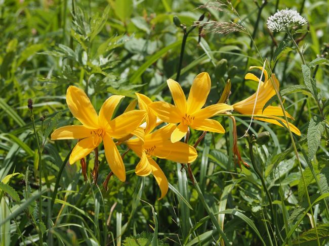 ニッコウキスゲの見頃は通年7月20日前後・・・とはいえ、今年はやはり花は早めに開花。先週が見頃だったよう。もう、22日ではニッコウキスゲも終盤、思ったより咲いていませんでした。