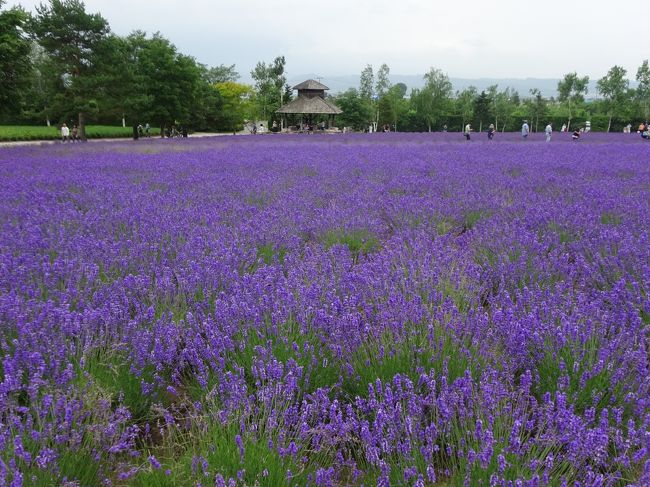 去年は土砂降りの中でも富良野へ。<br />今年こそは天気のいい中でラベンダーを見たい～～！！<br /><br />たまたま旦那とお休みが一緒の日、天気がいい…というか曇り…だけど雨じゃないし！（笑）<br /><br />旦那は去年食べたフラノバーガーをもう一度食べたいと希望があり、土日なので自宅を8時に出発です。