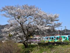 三江線の引退を祝福する菜の花と桜 2018 ～川戸・風の国～（島根）