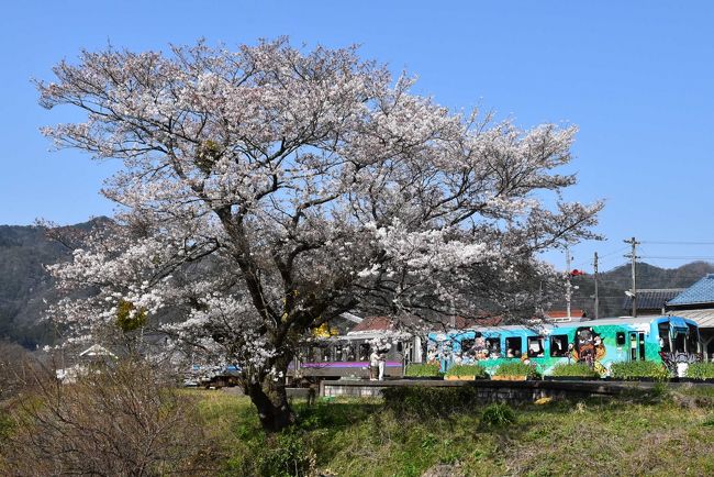 三江線引退前日の午後は、菜の花と桜が美しい花の里「川戸」へ向かいます。<br />線路近くにある菜の花畑は地元の有志が三江線ラストランにあわせて植えたものです。<br />ちょうど桜の開花とも重なり、三江線最後のお勤めを祝福しているかのようです。<br /><br />今晩の宿は桜江町の「温泉リゾート 風の国」。温泉と会席料理に満喫します。<br /><br />なお、旅行記は下記資料を参考にしました。<br />・なつかしの石見の国「島の星山(星高山)の紹介」<br />・川の名前を調べる地図「八戸川」<br />・温泉リゾート 風の国<br />
