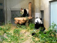 初パンダ。シャンシャンに会ってきました。上野動物園
