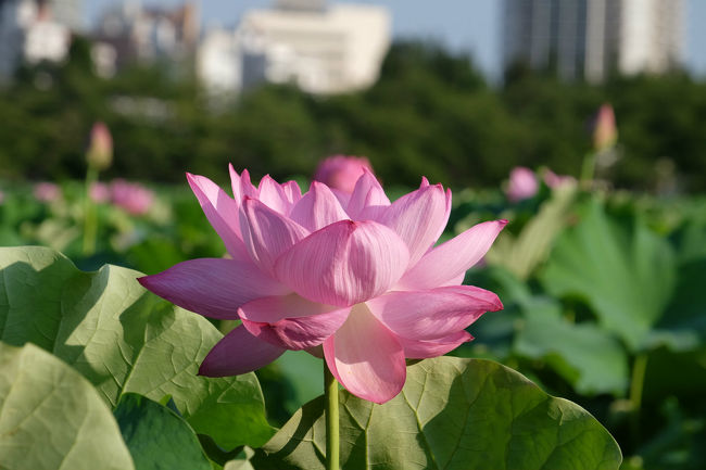 待望の夏 蓮の花を見に早朝5時半にわが家を出る <br /><br /> 何時もの上野駅へ 不忍池へ向かう。<br /><br /> 通いなれた道 不忍池へ<br /><br /> 駅から ほんの5分