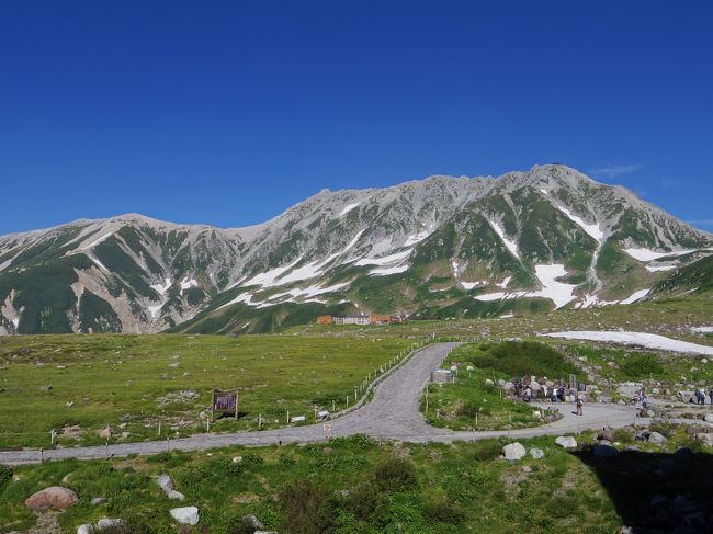 行程は富山から立山・黒部アルペンルートで室堂に3泊して扇沢へ抜け、信濃大町から長野へのルートです。<br />立山は初めてなので室堂でたっぷり時間をとりました。<br />新幹線で富山へ電鉄富山で立山駅へケーブルカーを降りて美女平で1時間ほどハイキング、見事な立山杉を鑑賞しました。<br />室堂に到着後、ホテル主催の散策会、星空観察会に参加。気温は日中でも20℃以下で快適です。<br />2日目の早朝は、ご来光ツアーに参加。3時50分にモーニングコールがあり4時30分にロビーに集合、トロリーバスで大観峰展望台へ、鹿島槍ヶ岳に昇るご来光を見ることができました。<br />室堂に戻って真砂岳に昇る2回目のご来光に対面。みくりが池に氷が張っているのにはびっくりしました。<br />朝食後、1時間ほど仮眠休憩してから弥陀ヶ原へ、弥陀ヶ原では帰りのバスを予約してから立山カルデラ展望台へハイキング、このコースは高山植物が豊富です。展望台からは立山カルデラが一望でき、薬師岳が目の前にそびえ立っています。<br />弥陀ヶ原ホテルへ戻って氷見うどんの昼食後、ホテル脇の木道から最長コースで2時間ほどの良く整備された木道を散策。ワタスゲ、ゼンテイカ等が最盛期でした。<br />夜には再び星空観察会、昨日よりも良く晴れて楽しめました。<br />3日目は、室堂山登山。雄山登山を計画していましたが不安も有り、室堂山に変更しました。まだ雪渓が残る良く整備された登山道をゆっくりと登って、室堂山展望台へ。目の前には五色ヶ原、薬師岳を望み遠くに槍ヶ岳、穂高連峰や笠ヶ岳(いずれも過去に登頂、懐かしい)が展望できました。<br />室堂平へ戻って、室堂山荘の食堂でかき揚げうどんの昼食後、雷鳥荘を目指しました。<br />水彩風景画の展示がされているというので見に行きました。<br />地獄谷の硫黄臭にさらされながら長い階段の昇降で雷鳥荘に到着、立山を題材にした十数点の水彩風景画が展示されていました。<br />雷鳥荘の近くで地獄谷方面へ入り込んだ雷鳥を保護センターの方がハイマツ帯に戻そうと奮闘していました。<br />みくりが池温泉のテラスではハイマツ帯に向かって望遠鏡やカメラがセットされ雷鳥の出現を大勢の方が狙っていました。<br />しばらく望遠鏡を片手に粘ってみましたが空振りでした。<br />昨夜のスライド上映会でホテルの担当者が室堂から天狗平のコースがおすすめだと聞いていたので16時30分を過ぎてしまいましたが今日中に行ってみようということになり水筒に水を補給して出発、ここもチングルマやコバイケイソウ等花盛りで楽しめました。<br />下りきって川を渡って登り始めるとカメラを構えたご夫婦が雷鳥の親子を見つけたようです。<br />雛は6羽、それぞれ自由に遊び回っていますが母親は首をもたげ周囲を警戒、ほのぼのとした光景を見ることができました。<br />天狗平山荘で室堂行き最終バスを予約、剱岳の雄姿をカメラに収めなんとか夕食の時間に間に合いました。<br />4日目も快晴、トロリーバス、ロープウエイとケーブルカーを乗り継いで黒部湖へ、遊覧船からの展望を楽しんでからトロリーバスで扇沢へ、路線バスで信濃大町駅へ向かい大糸線、篠ノ井線経由で長野へ新幹線で帰路につきました。<br />4日間快晴に恵まれた最高の旅でした。<br />