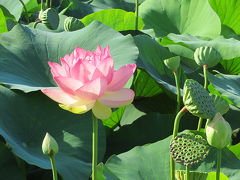 蓮と灯篭流しと花火をご近所で見た1日