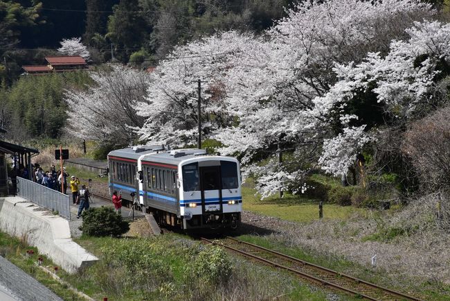 今日2018年3月31日は三江線（さんこうせん）運行最終日。<br /><br />春の花が咲き誇る川戸と川平を訪れます。両駅に佇む桜の老木は満開となり、三江線へのはなむけになっています。<br /><br />川戸～川平間の国道沿いには、桜や桃、菜の花、ハナズオウ、ヤナギの新芽など、春の花が咲き、散策を楽しむことができます。<br /><br />なお、旅行記は下記資料を参考にしました。<br />・島根県「江の川水系下流支川域 河川整備計画」平成26年6月<br />・島根県企業局PR情報「江の川取水塔紹介」<br />・Solano氏の「駅と駅舎の写真館、川平駅」<br />