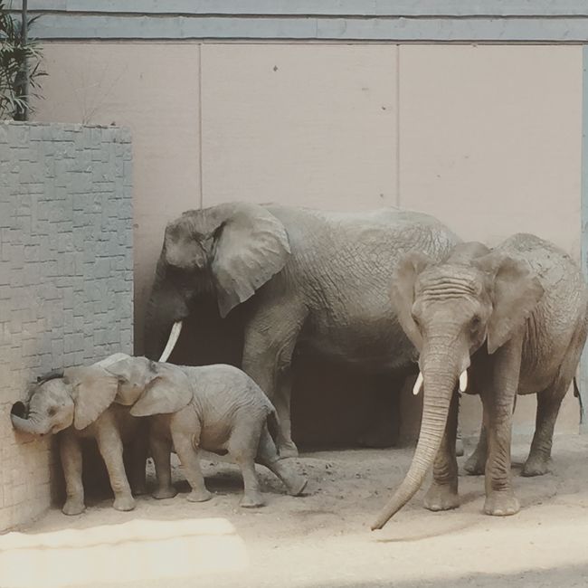 Borås Zooで可愛い象のこどもを見てきた。