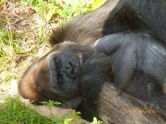 福岡市動物園 （'13年11月)