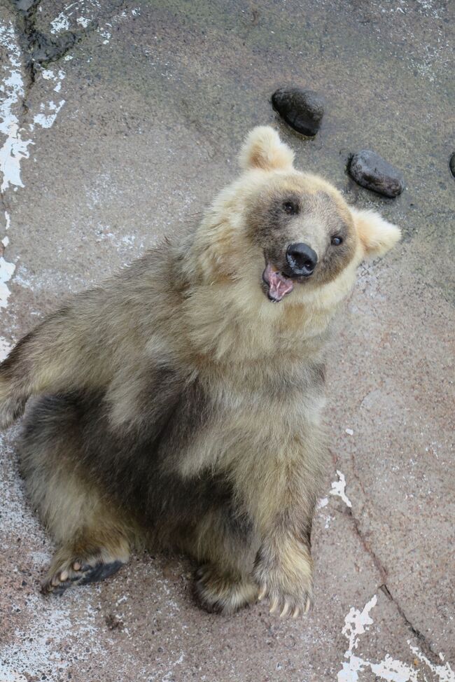 帰りは夜便だったので、洞爺からレンタカーを借りて昭和新山～のぼりべつクマ牧場と、THE観光地に立ち寄って帰りました！