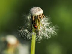 行ってみたいと思っていた倉敷