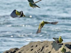 野鳥撮影記録2018年７月－７