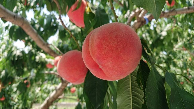 暑い夏。<br />夏の味覚と涼を求めて山梨へ行って来ました！<br /><br />桃狩り食べ放題で、甘くておいしい桃をたっぷり食べて大満足！<br />涼を求めて行った鳴沢氷穴と富岳風穴では、暑い夏なのにひんやり冷え冷え体験ができて、一気に身体がクールになりました！<br />河口湖、忍野八海にも足を伸ばし、帰りは温泉でリフレッシュ♪<br />楽しい一日になりました。<br /><br />中込農園～鳴沢氷穴～富岳風穴～河口湖・大石公園～忍野八海～紅富士の湯