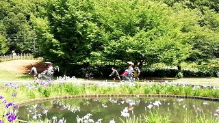 北山公園 2018年 菖蒲とあじさい