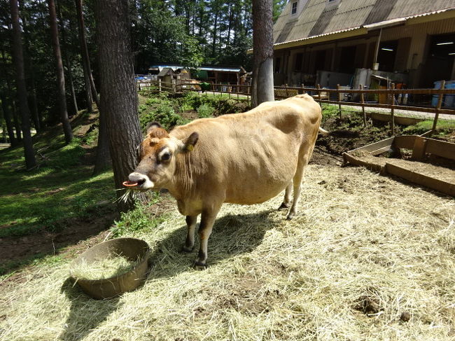 長野塩嶺高原からチロルの森へハイキング 岡谷 長野県 の旅行記 ブログ By 三毛猫美花さん フォートラベル