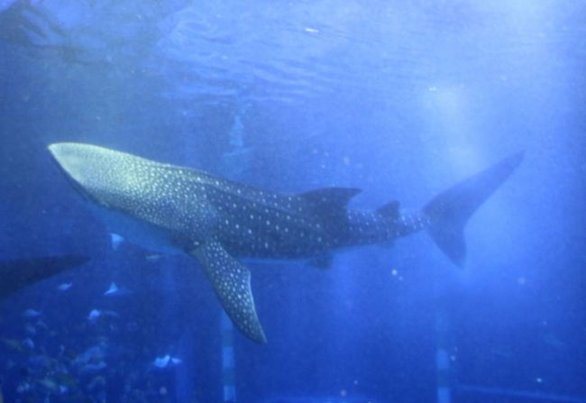 和倉温泉湯快リゾート金波荘に宿泊してのとじま水族館でジンベイザメと初逢瀬