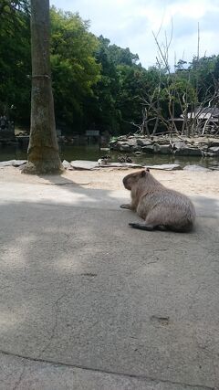 201807,夏休みふるさと納税でpeach(2),庶民の格安家族旅行,長崎バイオパークでカピバラに悶絶！