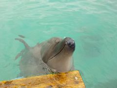 イルカに触れたい娘と行く「初・八重山諸島」