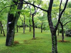 梅雨の箱根は緑に彩られていました