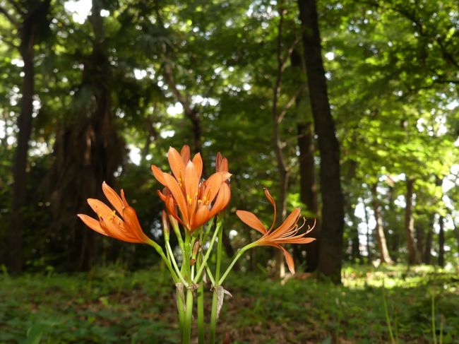 天神山古墳のキツネノカミソリ_2018_昨年より花が少なく、見頃過ぎてる感じです。（群馬県・太田市）