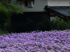 京都　久多の里の北山友禅菊