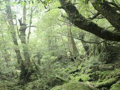 屋久島：白谷雲水峡（苔むす森)  前編