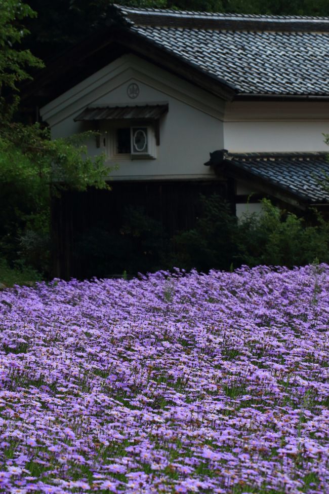 久しぶりの北山友禅菊を見に京都へ。