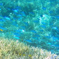 イリオモテ2018　島遊び　その３　サンゴの海に漂う