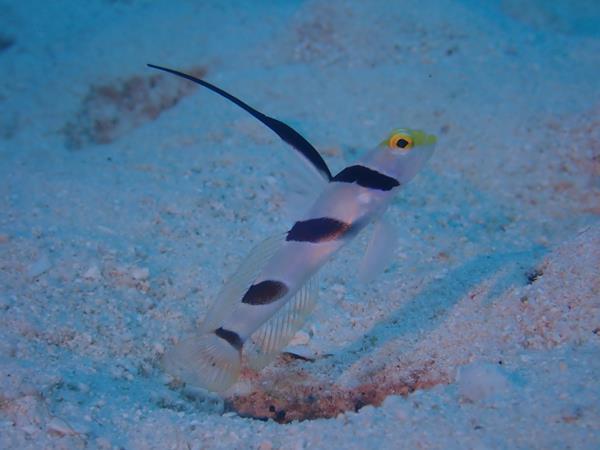 真夏の石垣島（５）竹富南でのダイビング。青い海で小さな生き物と戯れ。船上で頂く八重山そば＆夜は居酒屋でおいしく楽しく！